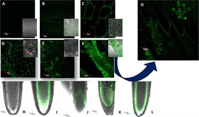 Effect of Engineered Nickel Oxide Nanoparticle on Reactive Oxygen Species–Nitric Oxide Interplay in the Roots of Allium cepa L.